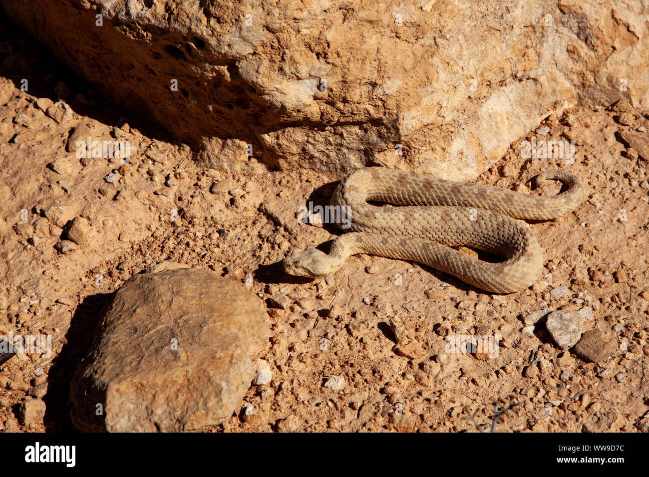 Field's horned viper (Pseudocerastes fieldi ) Stock Photo