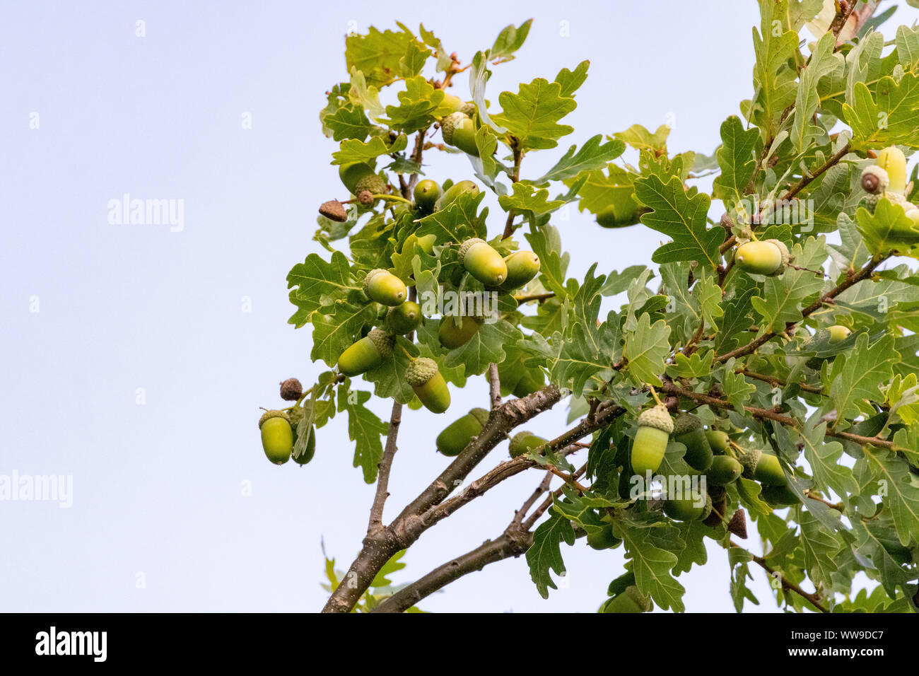 Acorns on oak tree branches Stock Photo