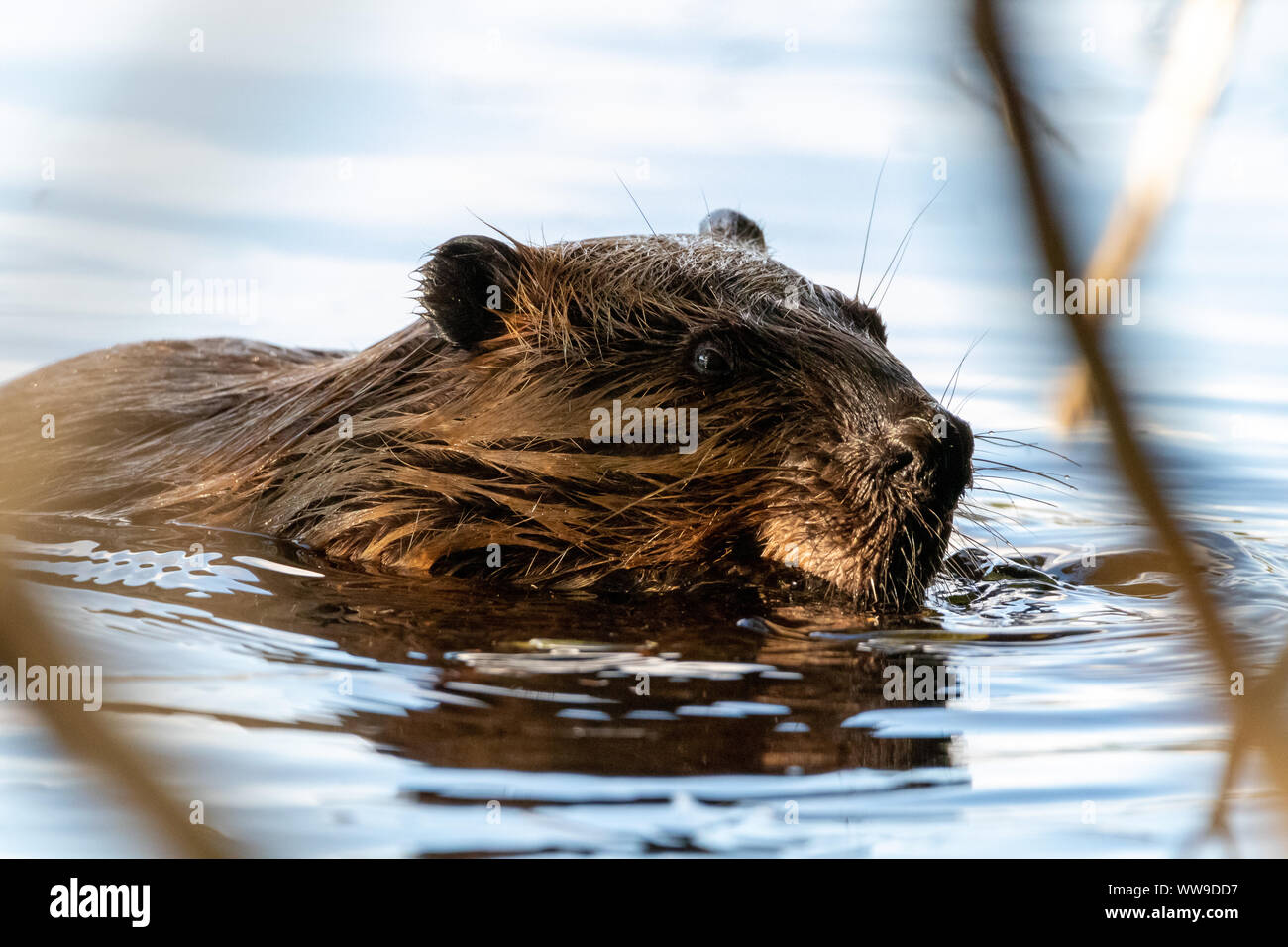 Beaver eating in Canadian lake Stock Photo - Alamy