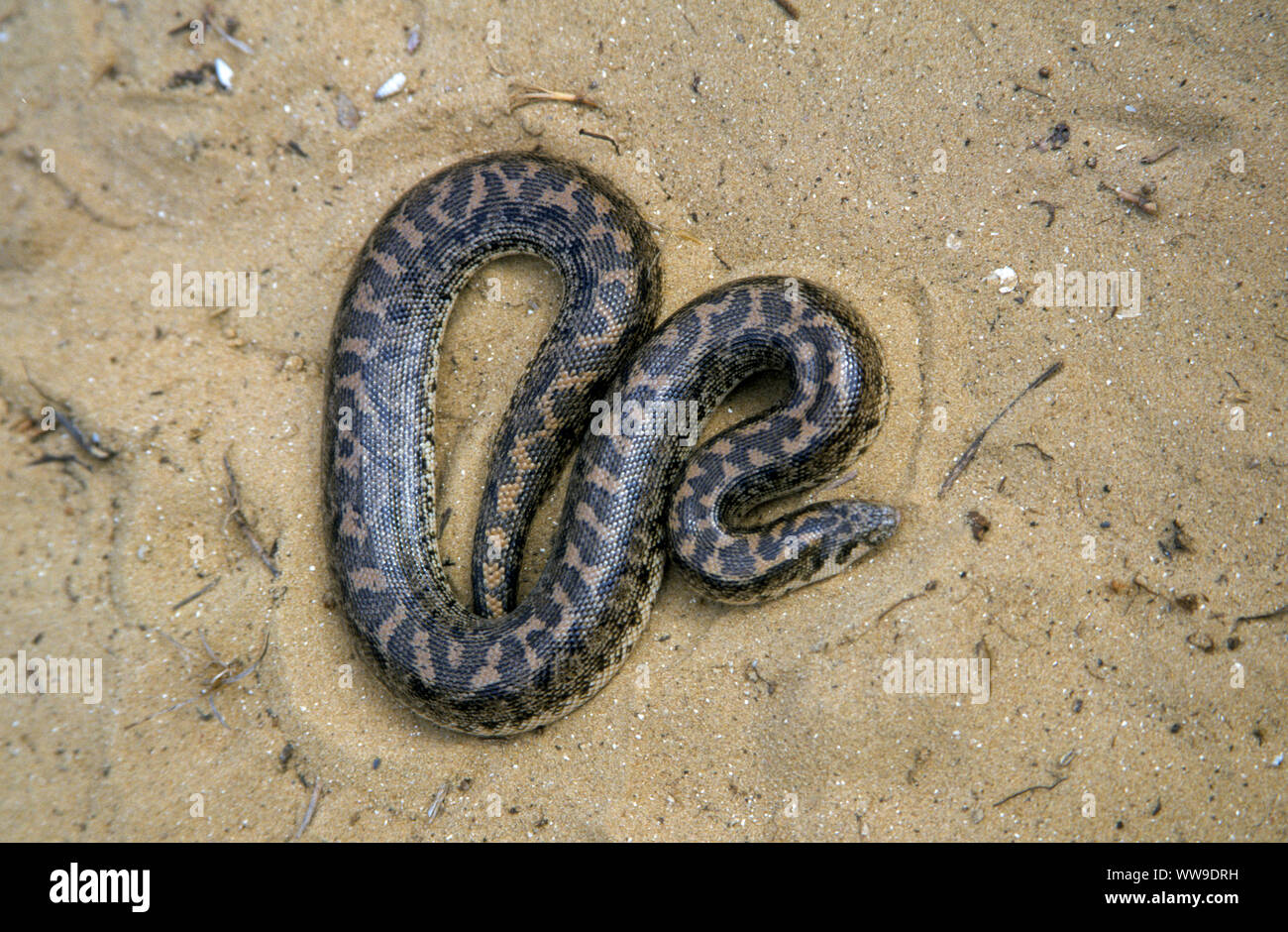 javelin sand boa (Eryx jaculus jaculus) Stock Photo