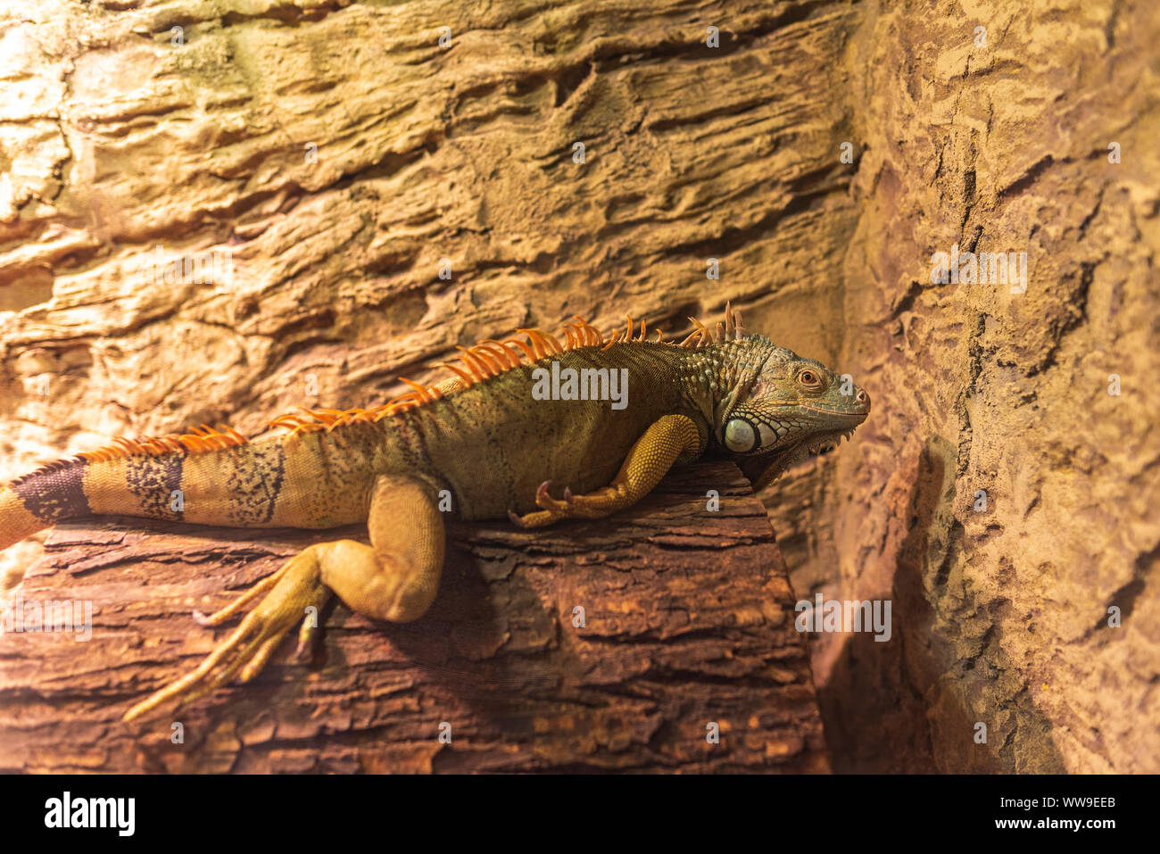 Close up photo of a Central American green iguana. Stock Photo