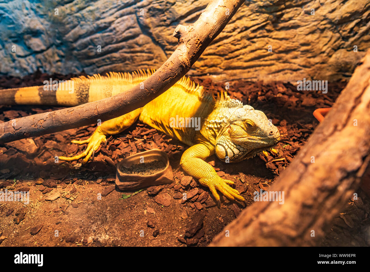 Close up photo of a Central American green iguana. Stock Photo