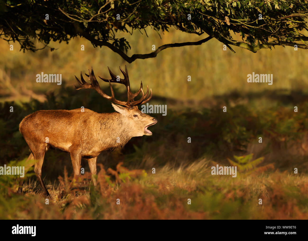 Close-up of red deer stag calling during rutting season in autumn, UK. Stock Photo