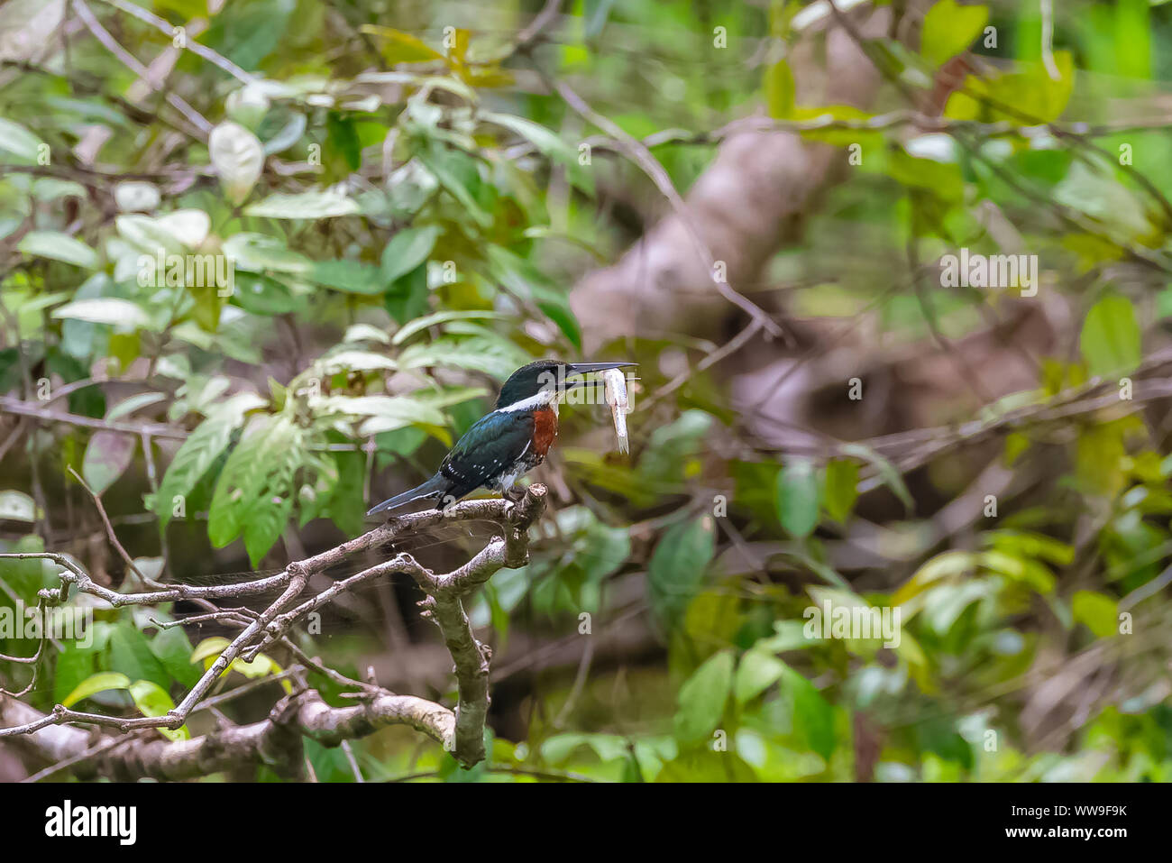 green kingfisher, Chloroceryle americana, bird in Costa Rica eating a small fish Stock Photo Alamy