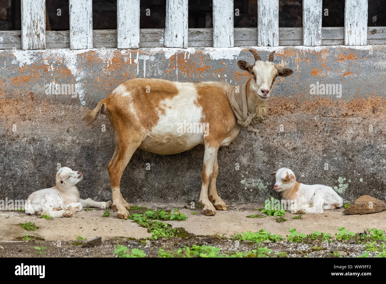Goat and baby goat, animals in Sao Tome and Principe, in a village Stock Photo