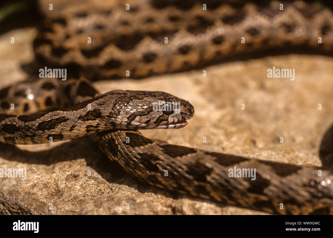 Coin-marked snake (Hemorrhois nummifer) Stock Photo