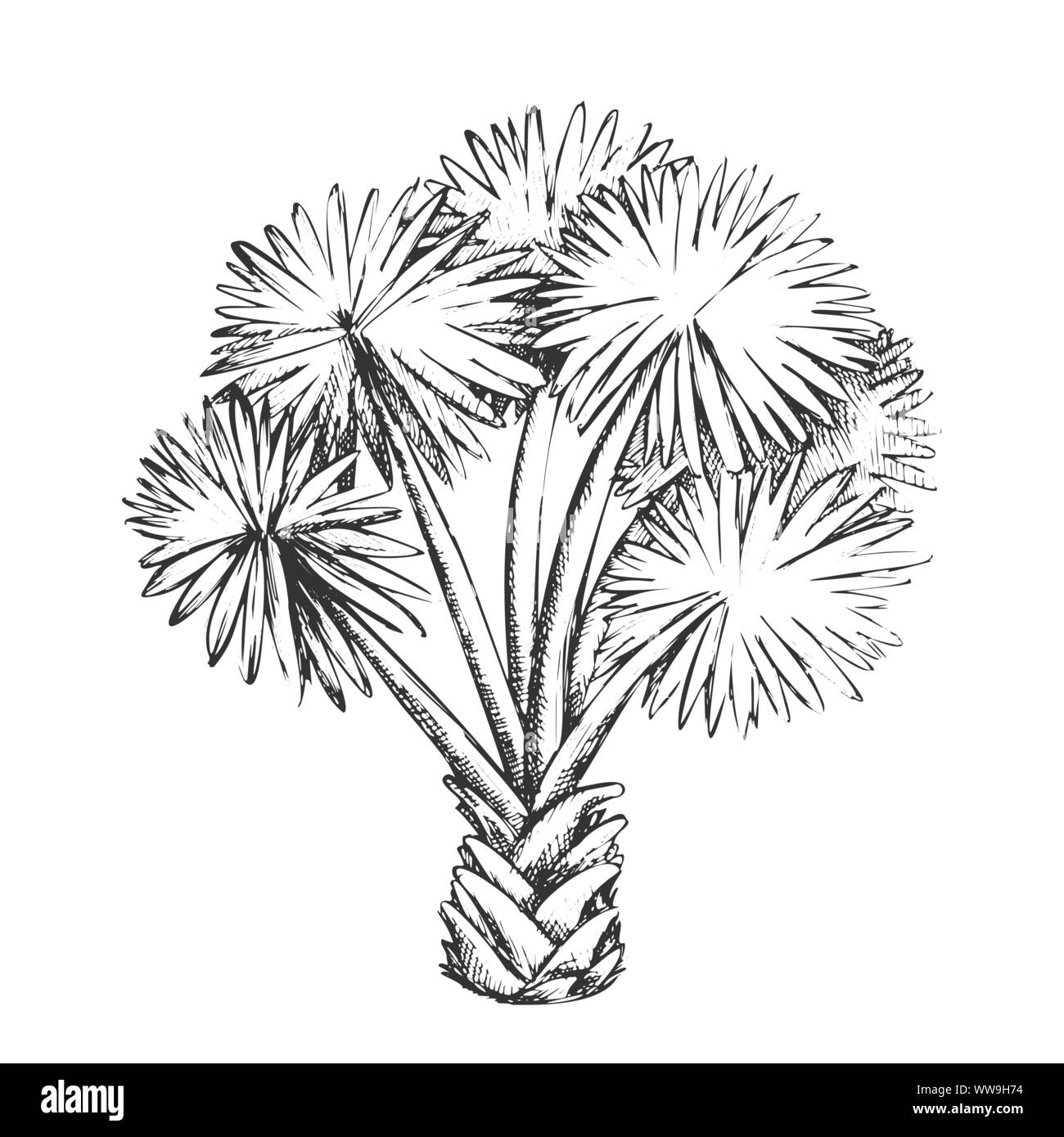Palm Leaf Tree Texas Palmetto Monochrome Vector Stock Vector Image