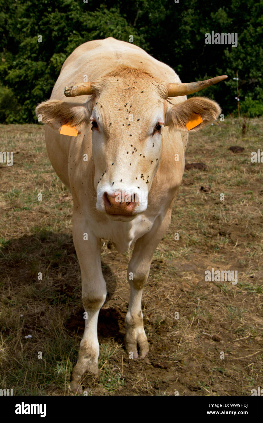 Jersey dairy cow with one broken horn and lots of flies on its head Stock Photo
