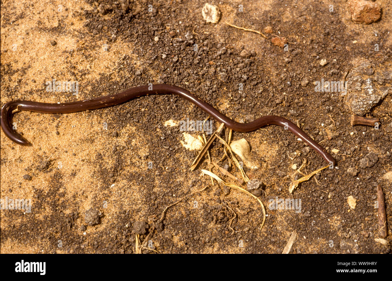 Eurasian blind snake (Xerotyphlops vermicularis) Stock Photo
