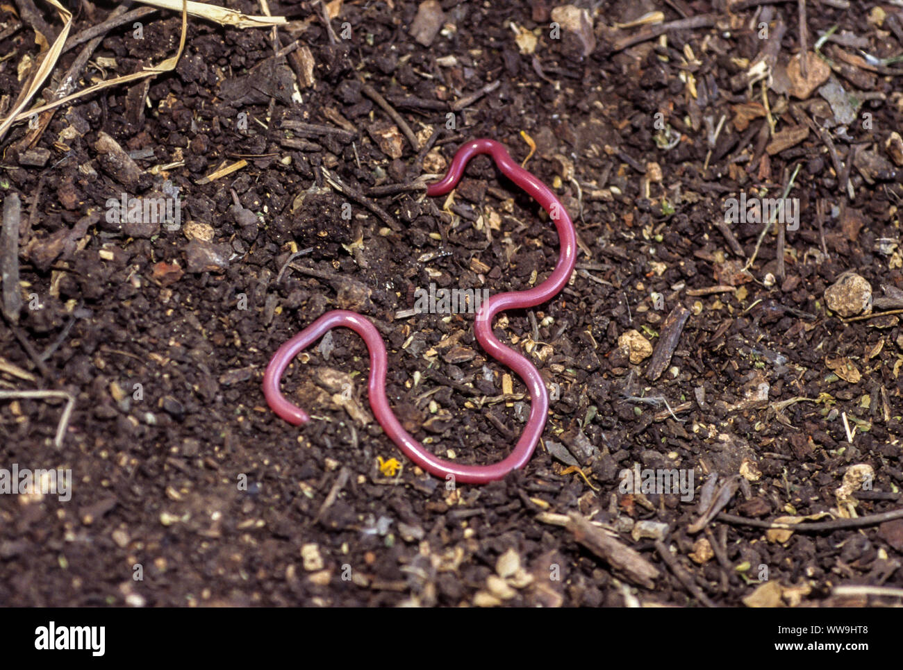 Simon Blind Snake (Letheobia simonii ) Stock Photo