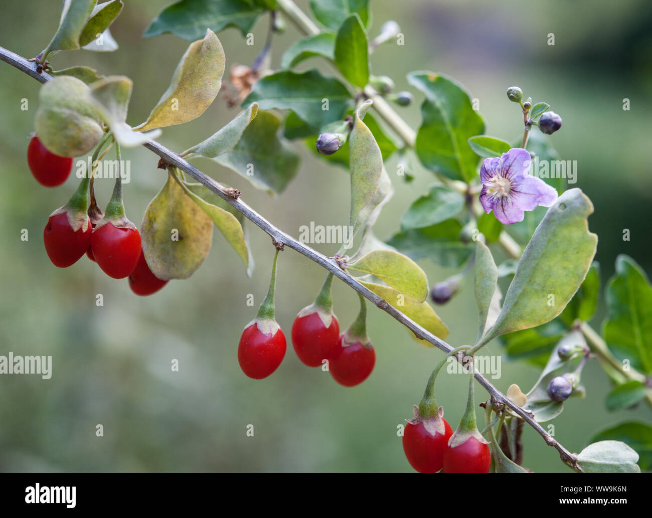 Lycium barbarum plant. Goji berry and derived products became common in developed countries as health foods or alternative medicine remedies. Stock Photo
