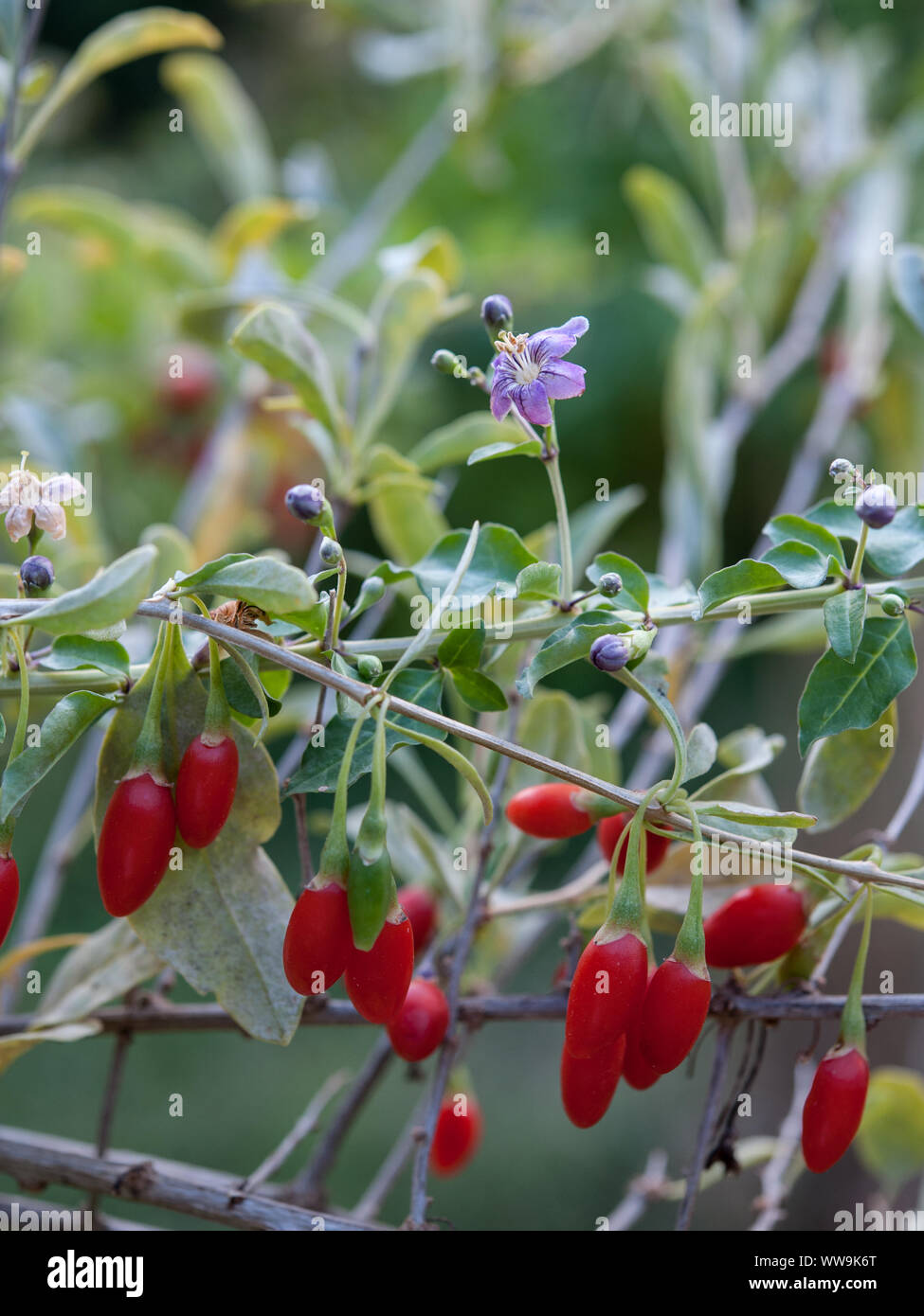 Lycium barbarum plant. Goji berry and derived products became common in developed countries as health foods or alternative medicine remedies. Stock Photo