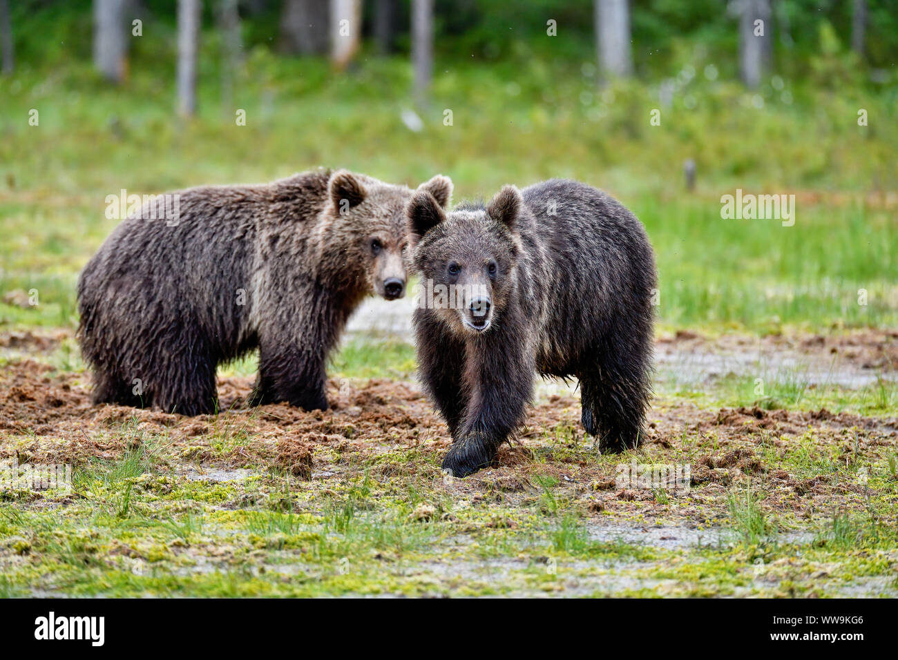 Dynamic duo hi-res stock photography and images - Alamy