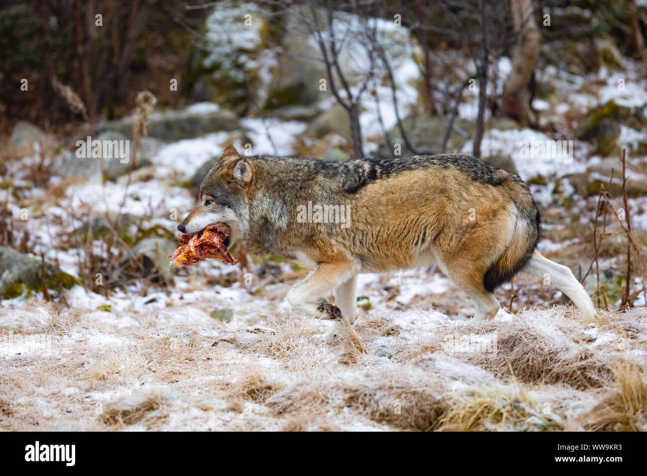 Magnificent wolf running in the forest with meat in the mouth Stock ...