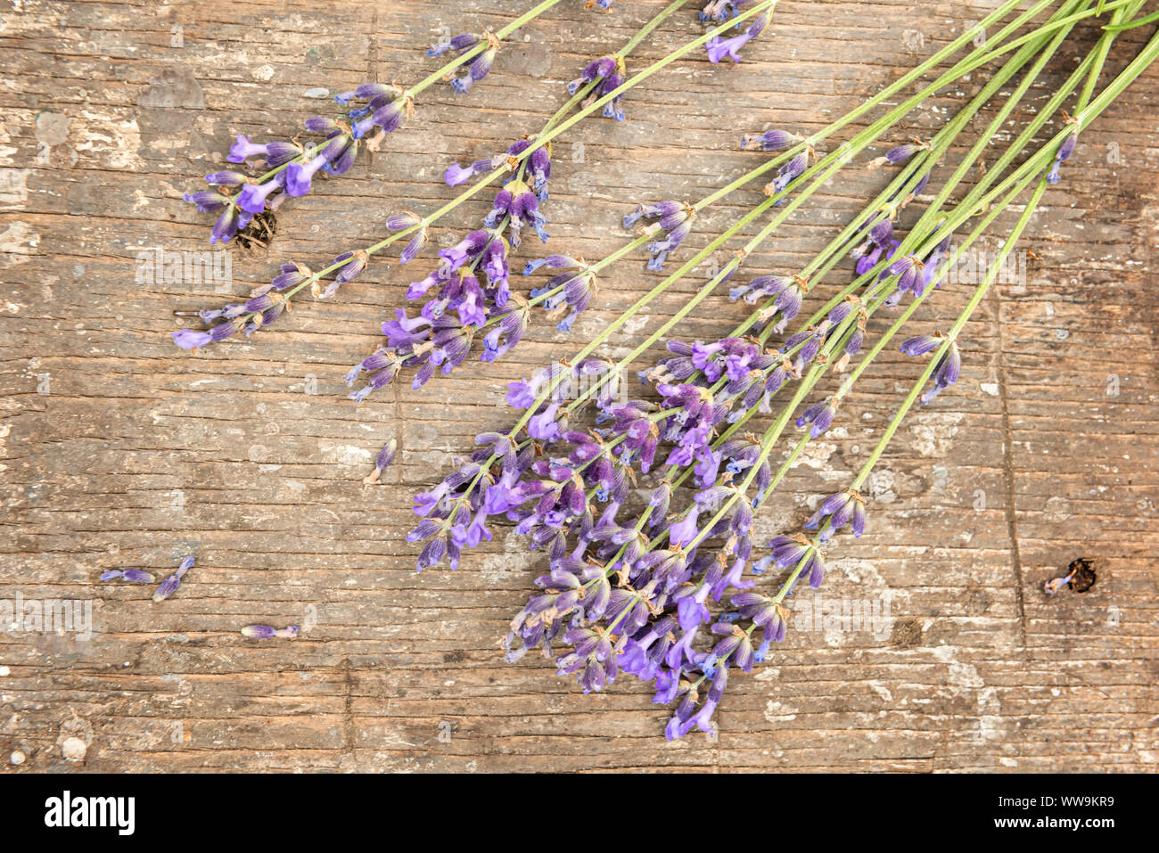 Close up of small bunch of beautiful, freshly cut lavender flowers on old rough textured natural wooden table surface. View from directly above. Horiz Stock Photo