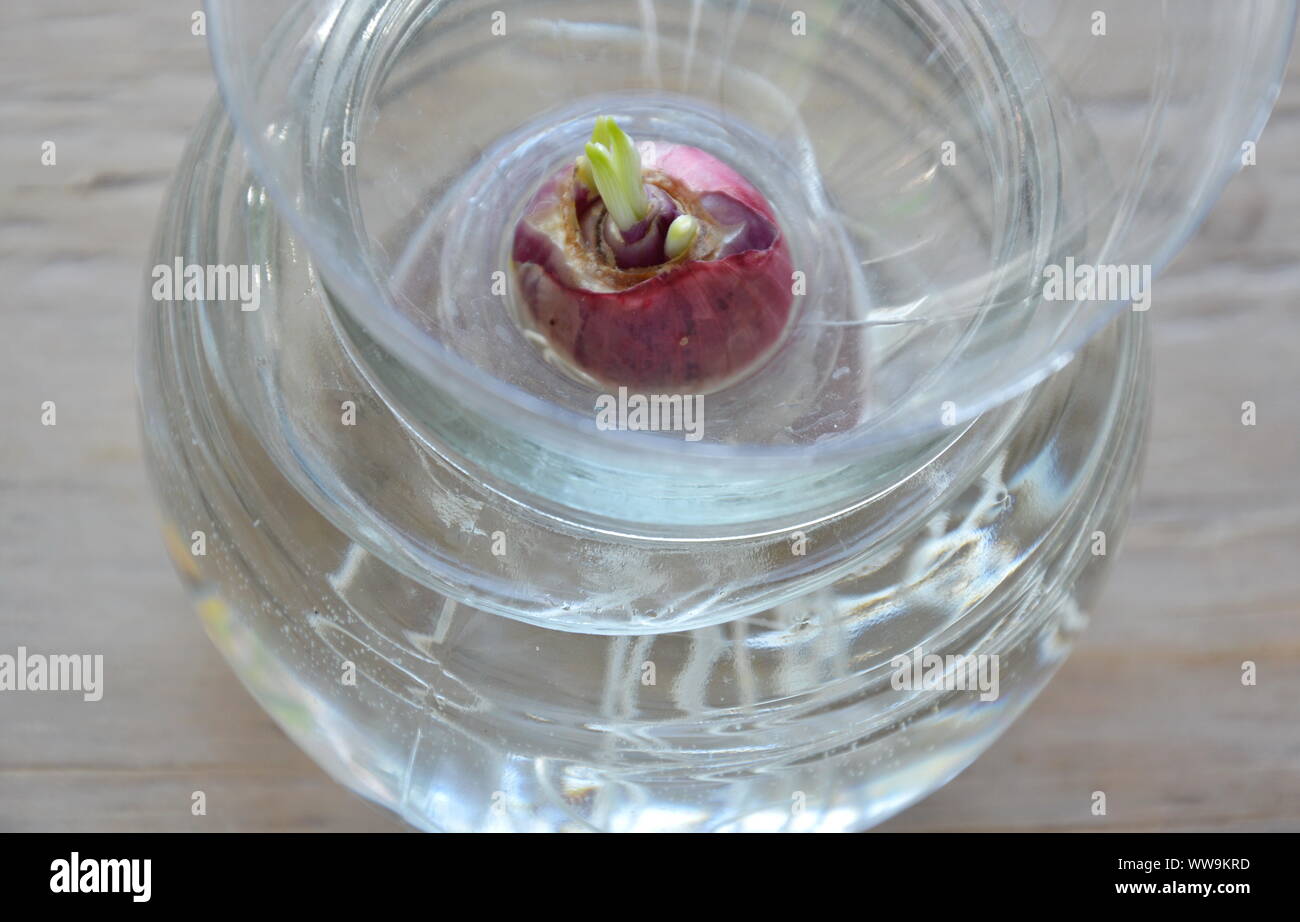 spring onion grow up by hydroponics method in water bottle Stock Photo