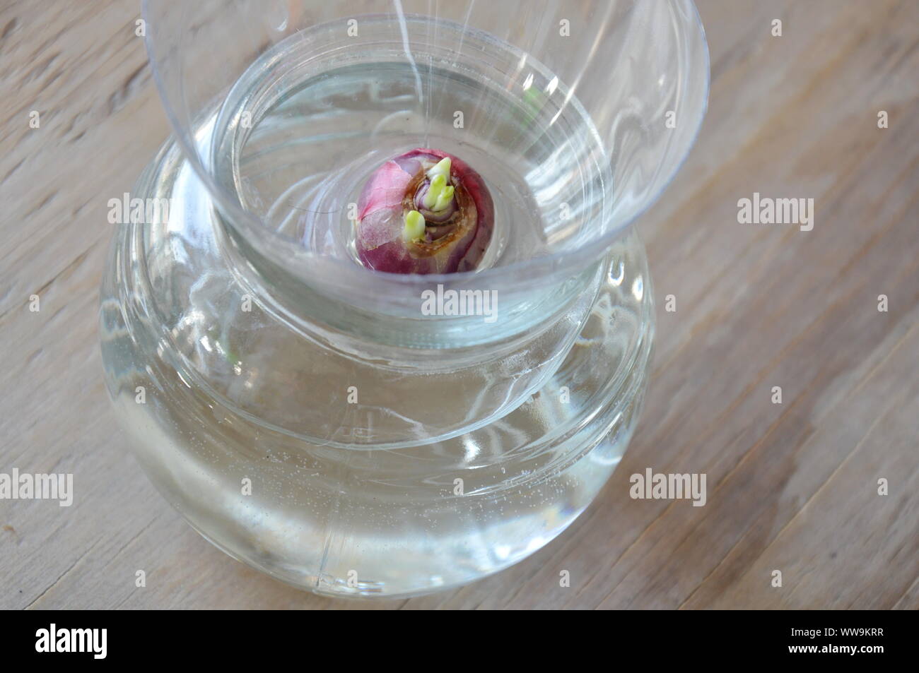 spring onion grow up by hydroponics method in water bottle Stock Photo