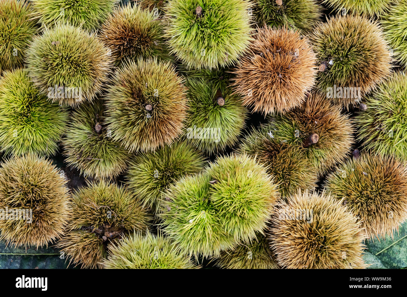 Chestnuts and hedgehog just picked. Autumnal composition Stock Photo