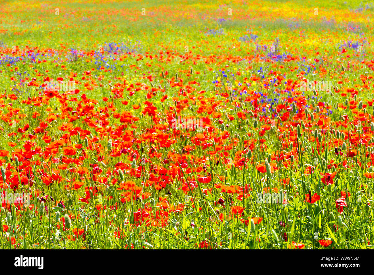 Tuscan countryside in summer hi-res stock photography and images - Alamy