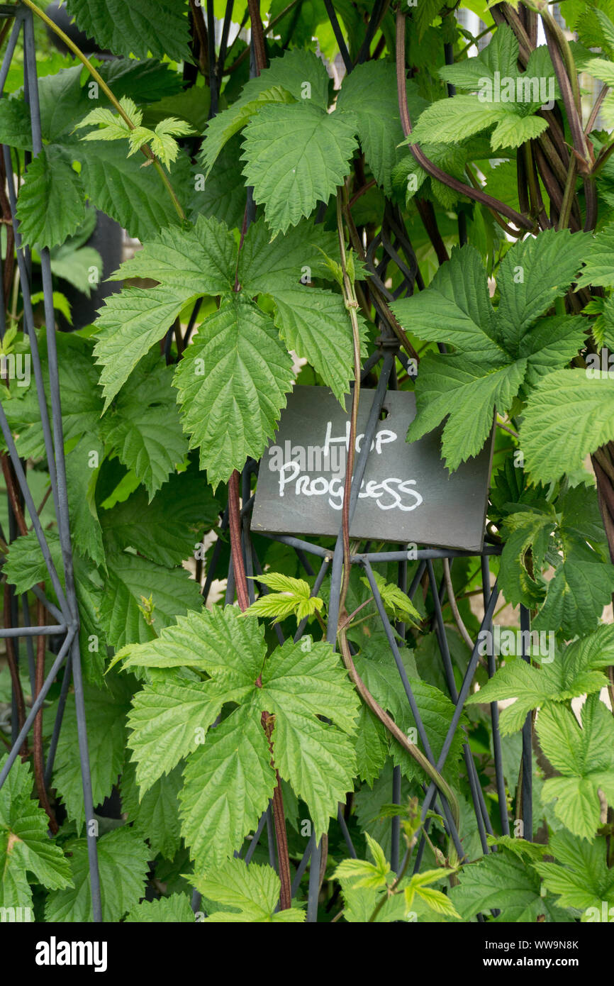 Hop plant, variety Progress, growing up a metal trellis in an English garden; with a slate name tag. Stock Photo