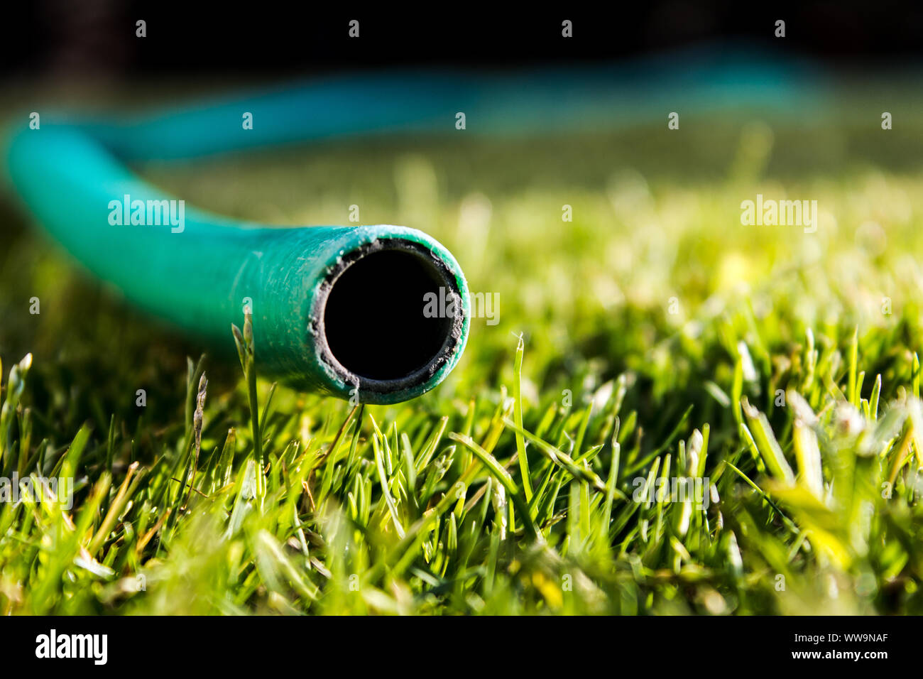 The mouth of a plastic, green water hose with no water coming out to the green grass beneath