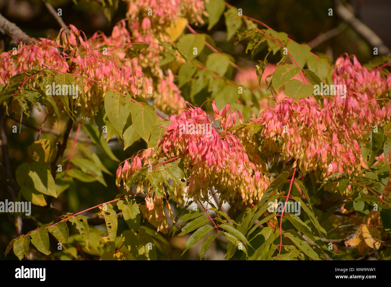 black locust or robinia pseudoacacia inflorescences colored autumnally