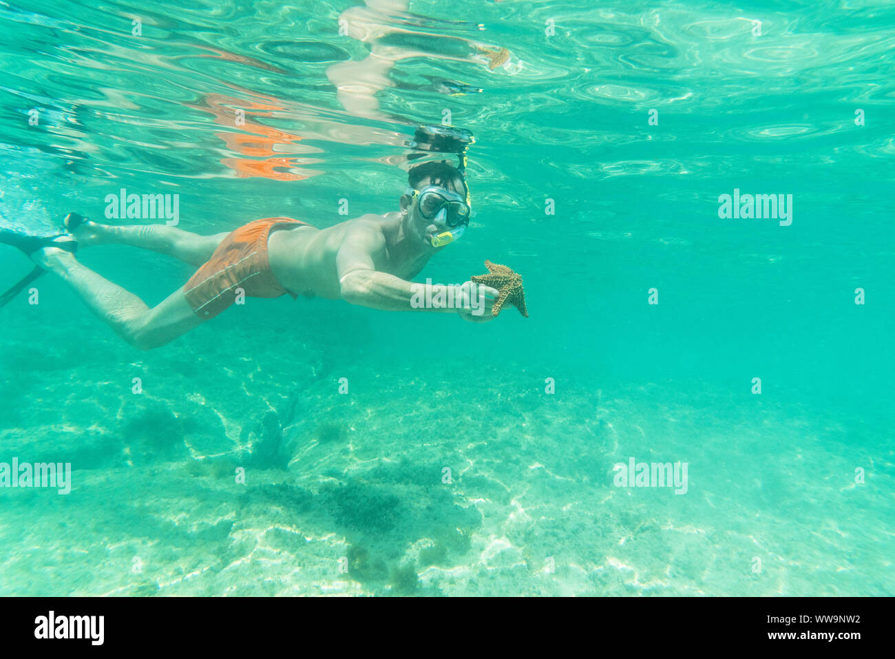 Man holding starfish snorkelling underwater in the Caribbean Sea, Antilles, Central America Stock Photo