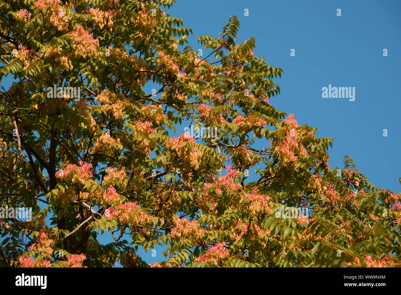 false acacia treetop with pink and white leaves, black locust or robinia pseudoacacia inflorescences colored autumnally Stock Photo