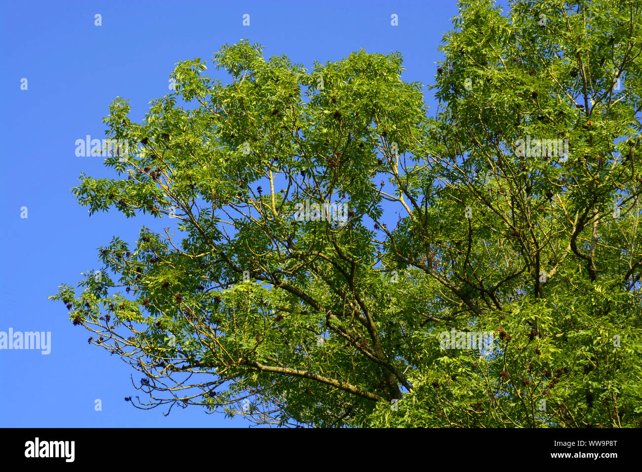 european ash tree with bright green branches, big Ash Tree or fraxinus excelsior in front of blue clear sky Stock Photo