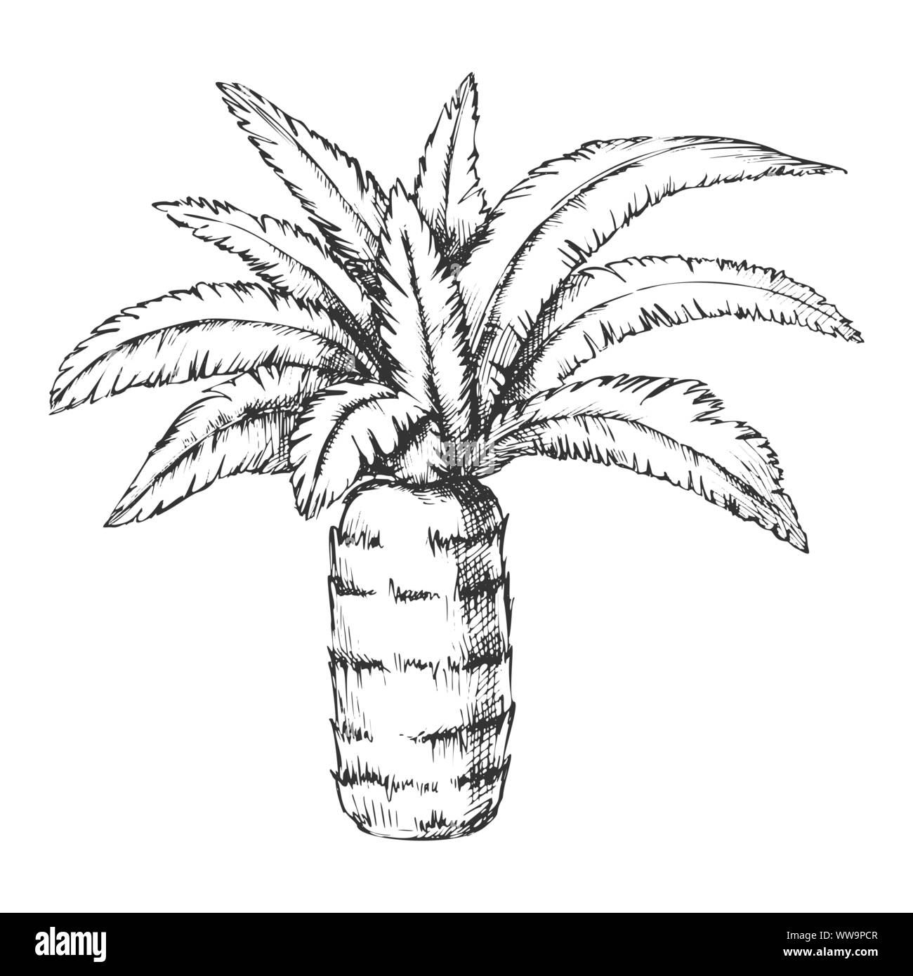 Flowering pineapple Stock Vector Images Alamy