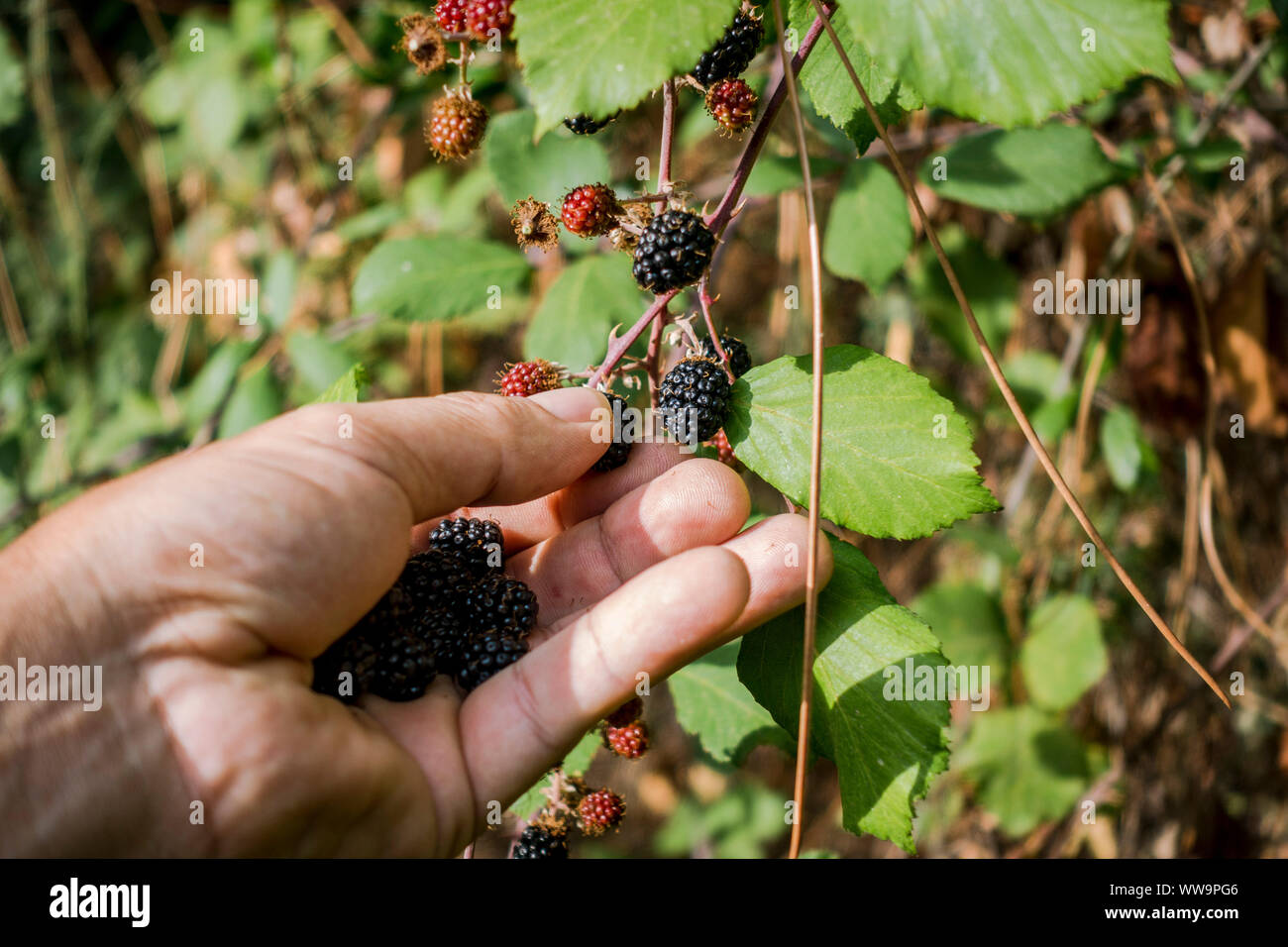 Hand holding and picking wild Blackberries, Rubus fruticosus, Spain. Stock Photo