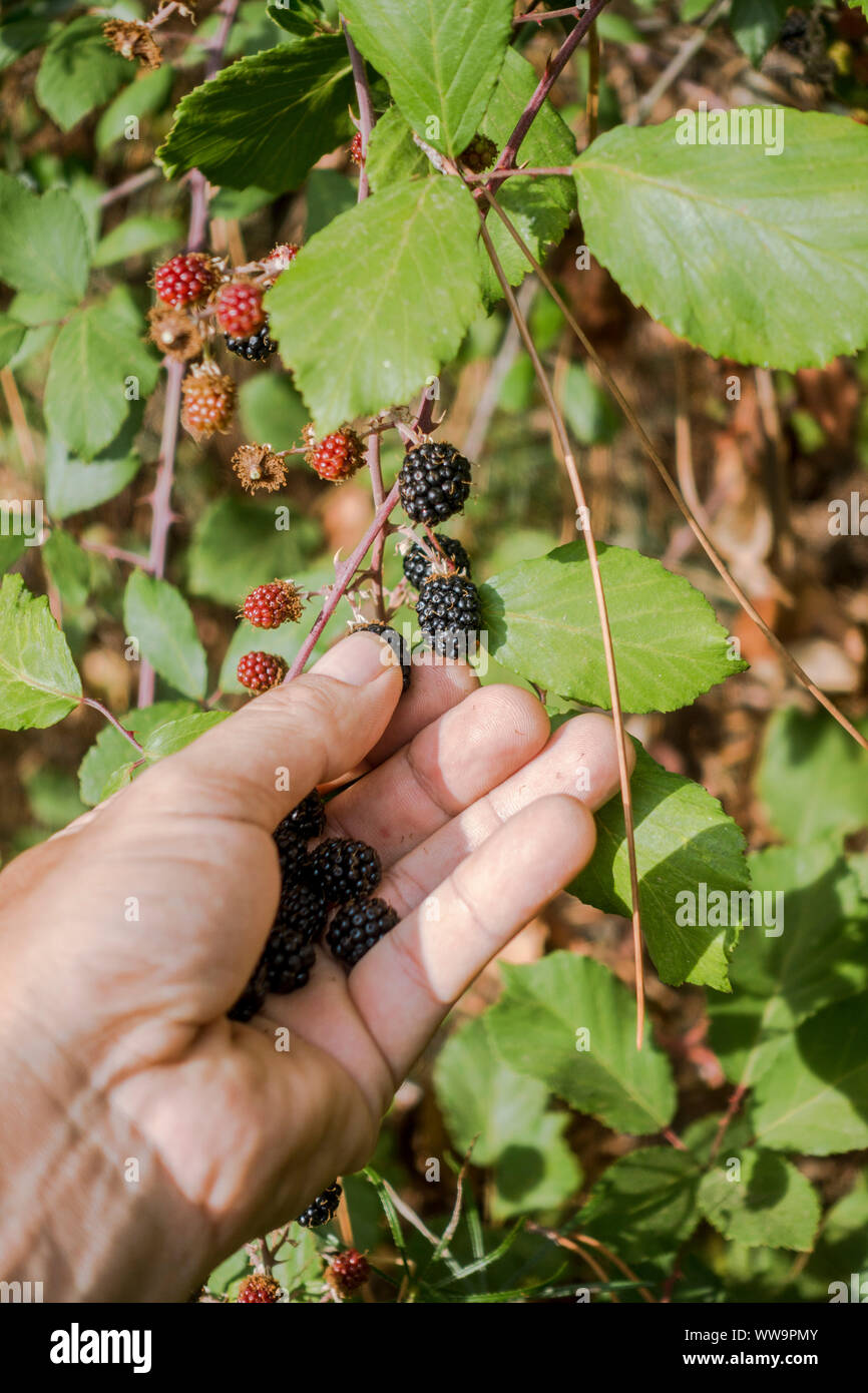 Hand holding and picking wild Blackberries, Rubus fruticosus, Spain. Stock Photo