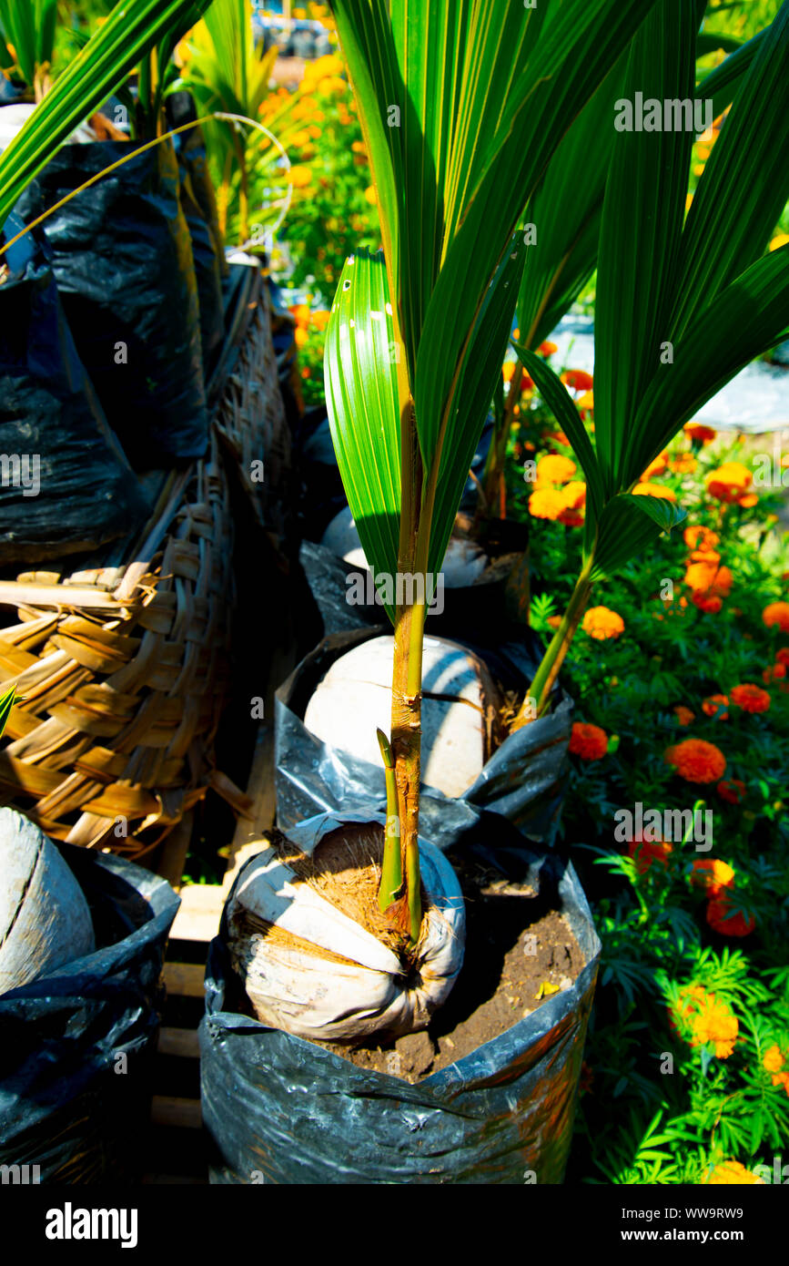 Coconut Plant Growth from Husk Stock Photo Alamy