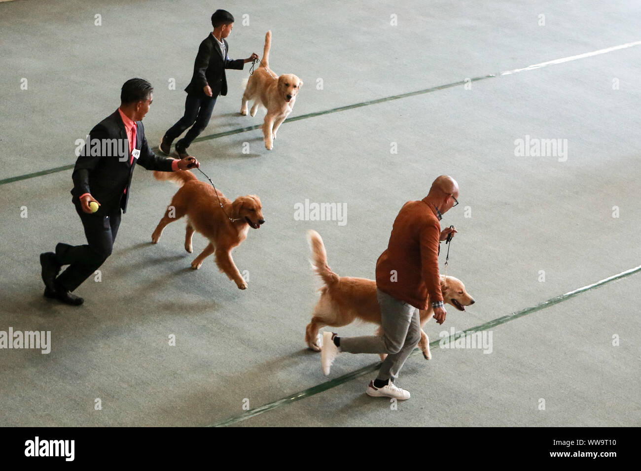 Marikina City, Philippines. 14th Sep, 2019. Golden Retrievers compete during the All-Breed Championship Dog Show in Marikina City, the Philippines, Sept. 14, 2019. Hundreds of dogs of various breeds competed in the All-Breed Championship Dog Show. Credit: Rouelle Umali/Xinhua/Alamy Live News Stock Photo