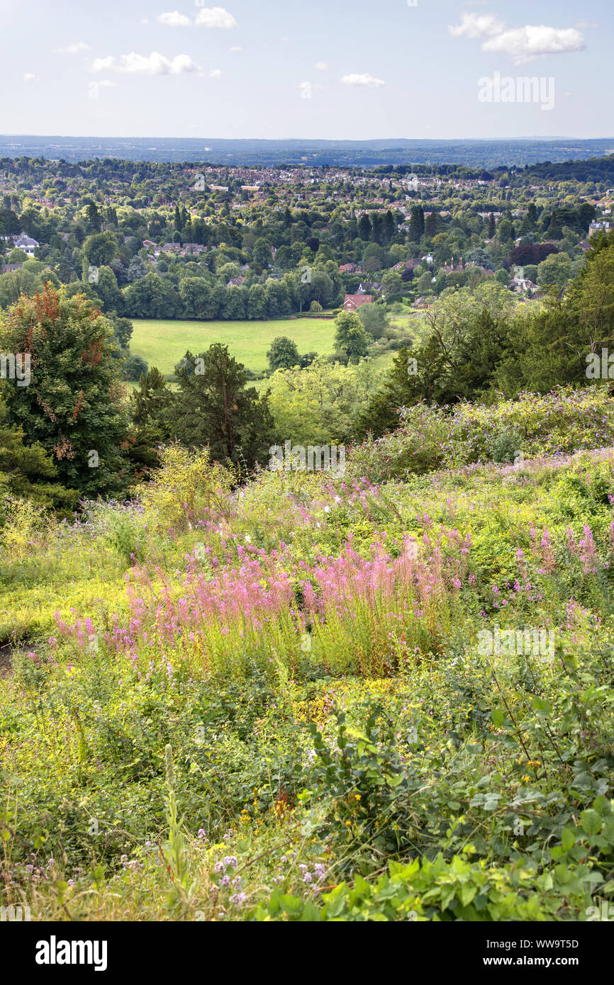gatton park and reigate hill reigate surrey Stock Photo Alamy