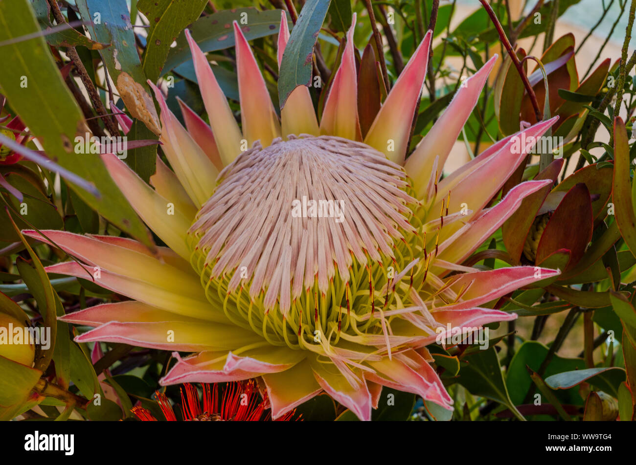 King Protea flower Stock Photo