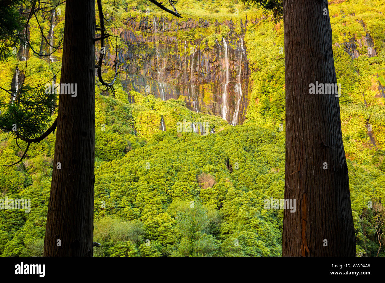 Trees and waterfalls on a cliff side at Poço da Alagoinha. Flores, Azores, Portugal Stock Photo