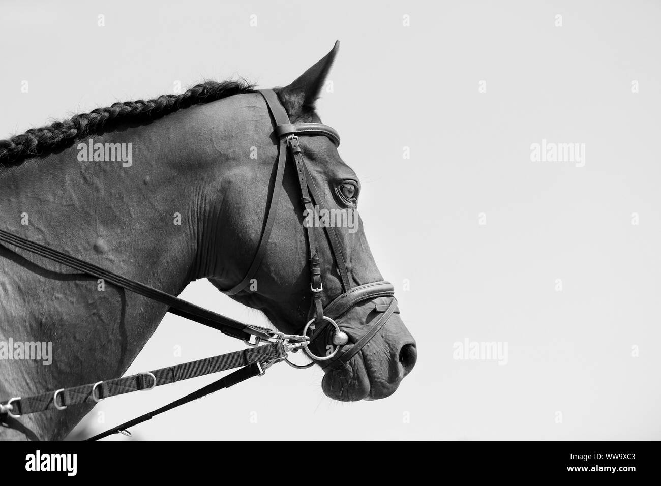 Young saddle horse posing against  blue sky background. Black and white ead shot closeup of a purebred young racehorse. Side view closeup of a young r Stock Photo
