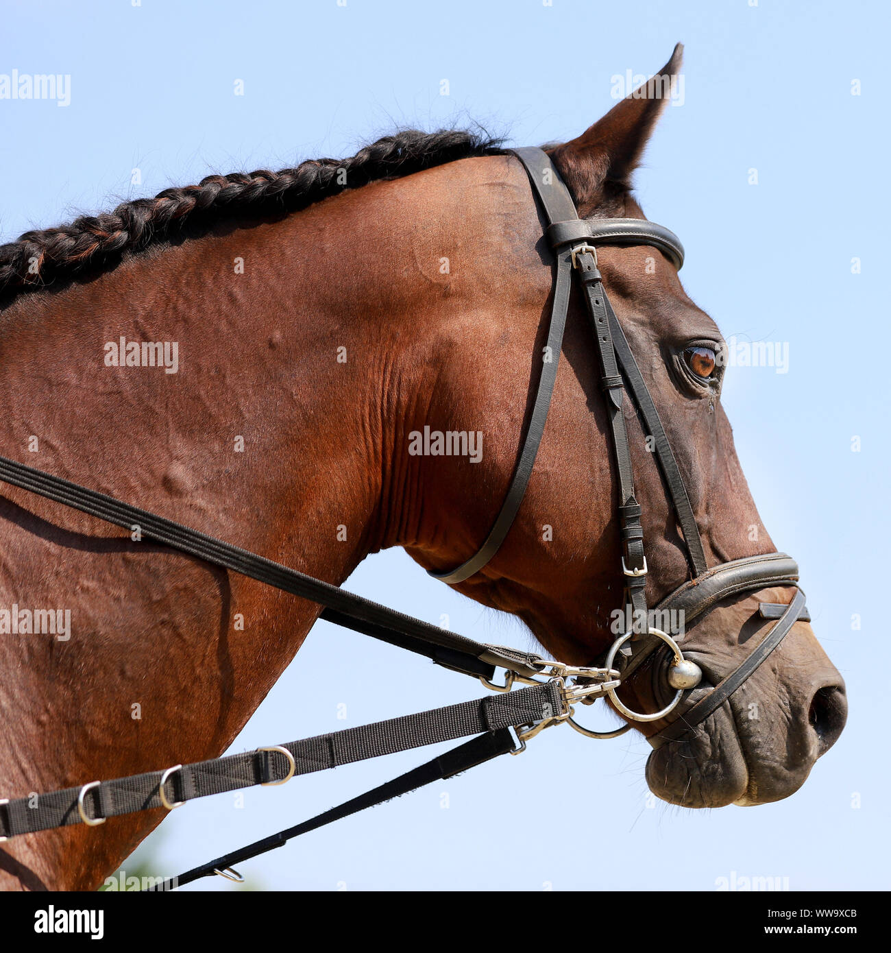 Young racehorse posing against blue sky background. Head shot closeup ...