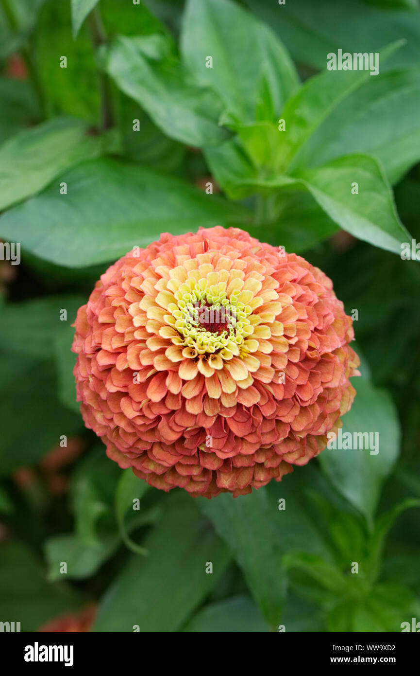 Zinnia 'Queen Lime Orange’ flower. Stock Photo