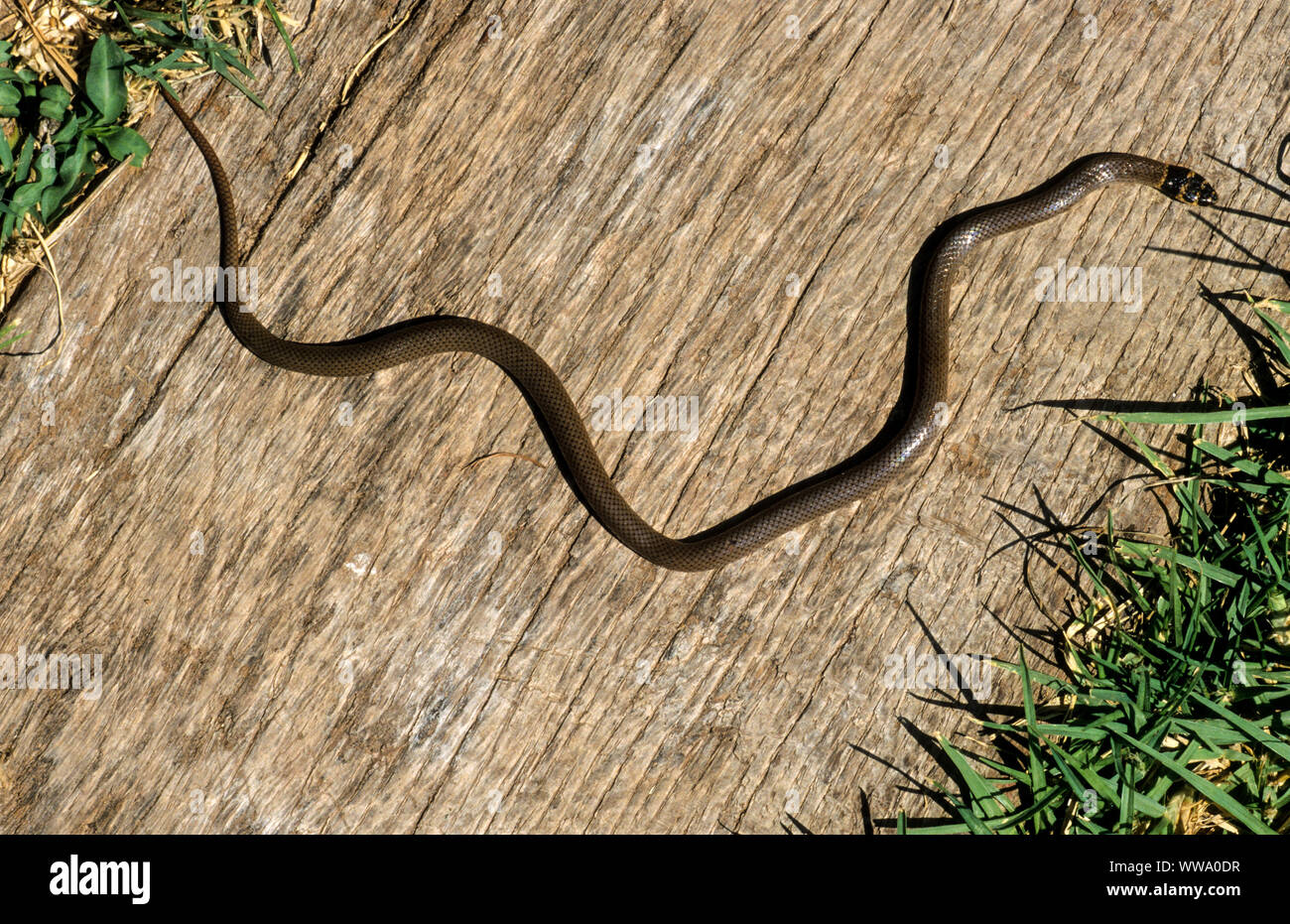 Roth's dwarf racer. (Eirenis rothii) Stock Photo