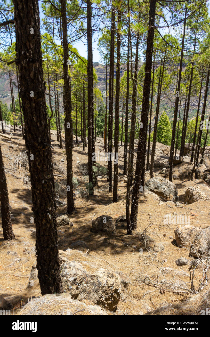 Beautiful slender pine tree trunks on the mountain slope from Gran Canaria Stock Photo