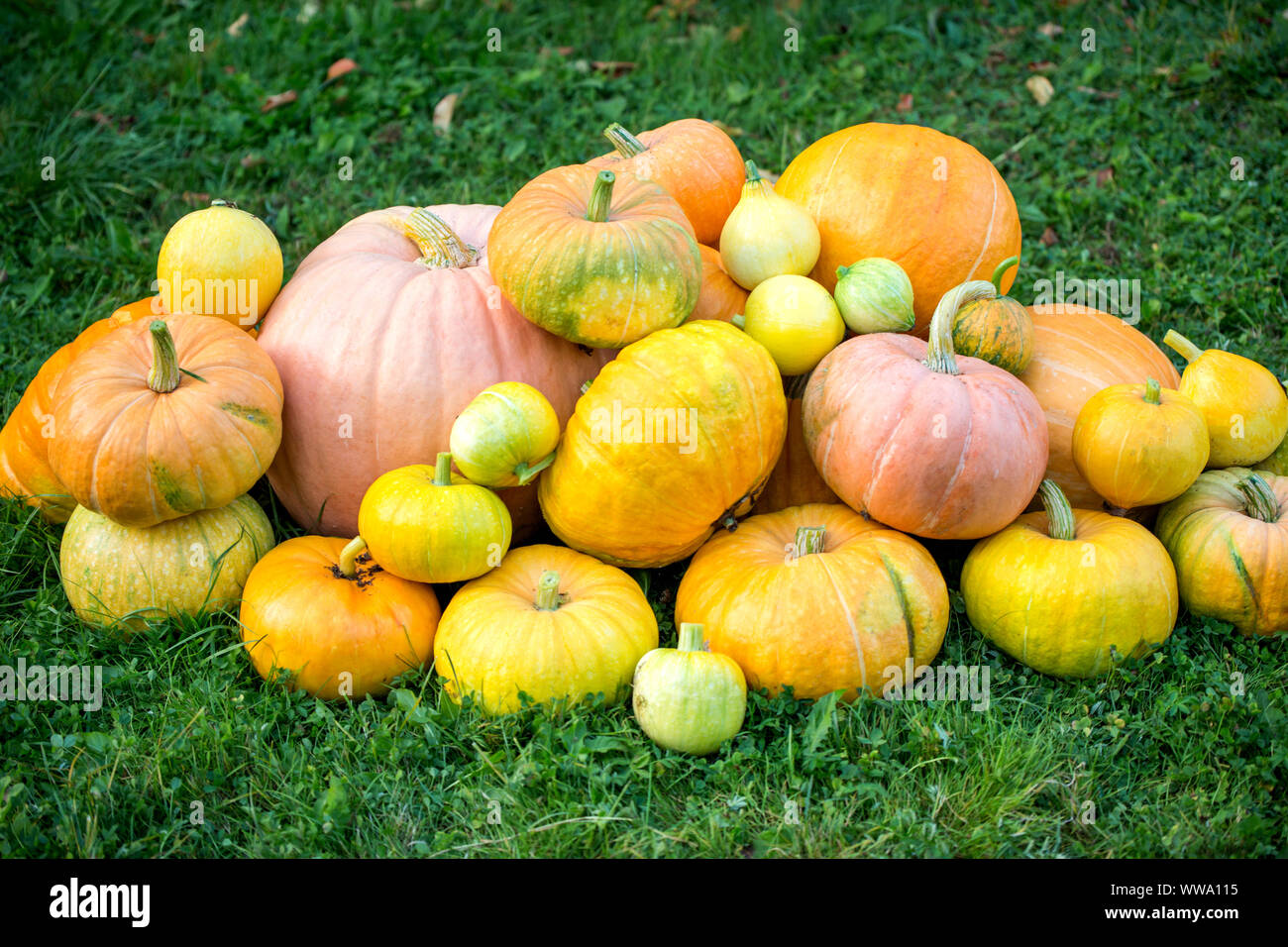 Photo of harvest of pumpkins on green grass Stock Photo - Alamy