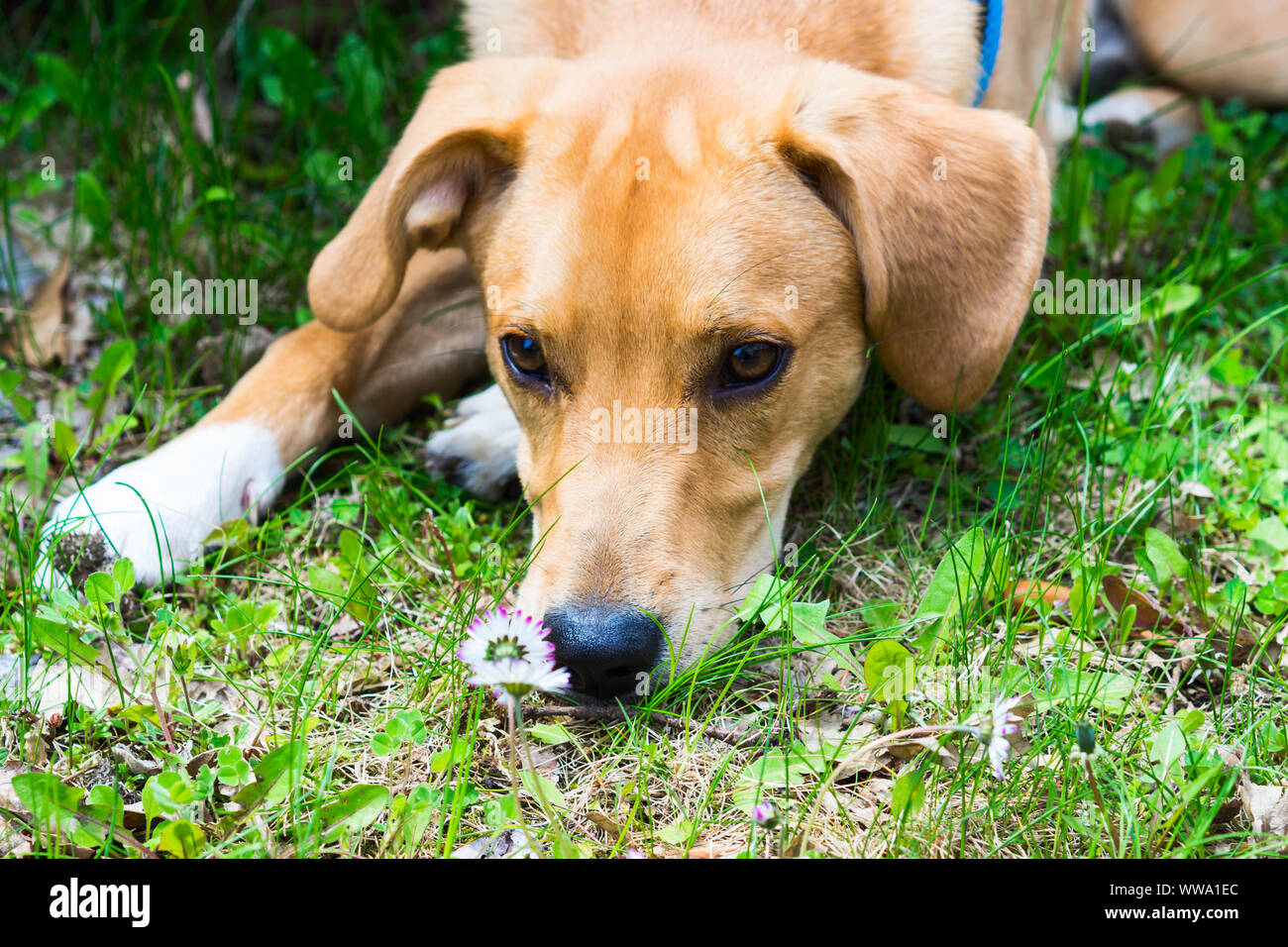 Why Does My Puppy Eat Leaves And Grass