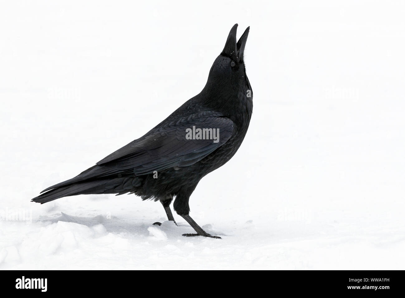 Raven, Corvus corax, a single adult bird stood in snow during a snow shower catching snow flakes, Jasper, Canada, November Stock Photo