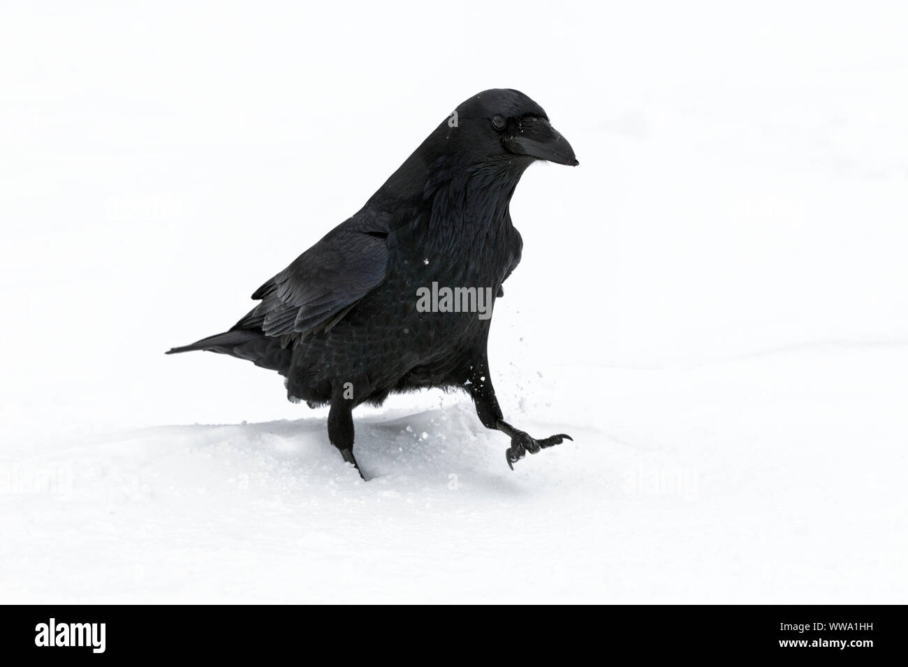 Raven, Corvus corax, a single adult bird walking in snow during a snow shower, Jasper, Canada, November Stock Photo