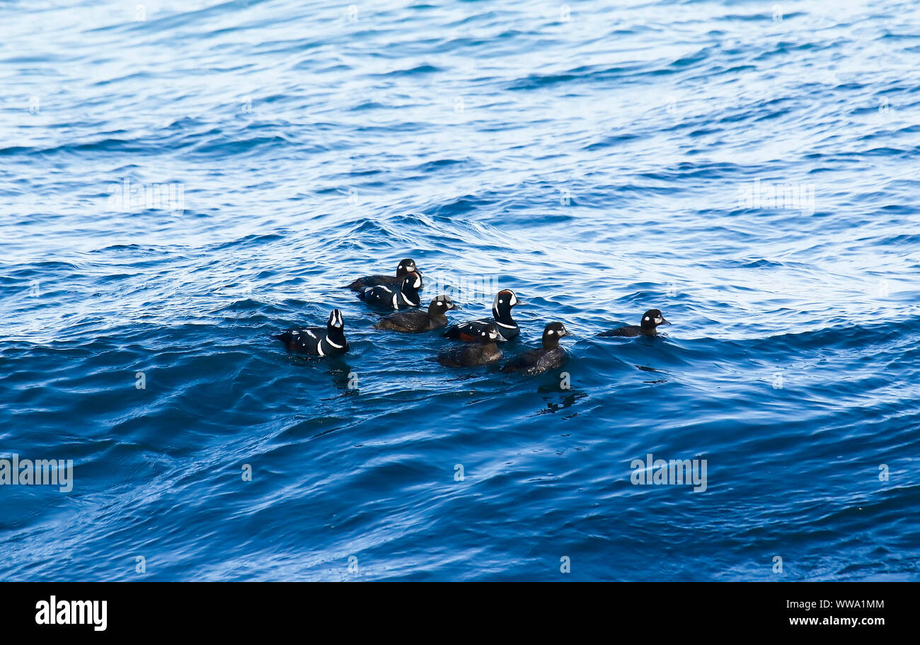 Group of Harlequin duck (Histrionicus histrionicus) swimming at sea. Proselochny cordon. Lazovsky Nature Reserve,  Sikhote-Alin mountain range. Japon Stock Photo