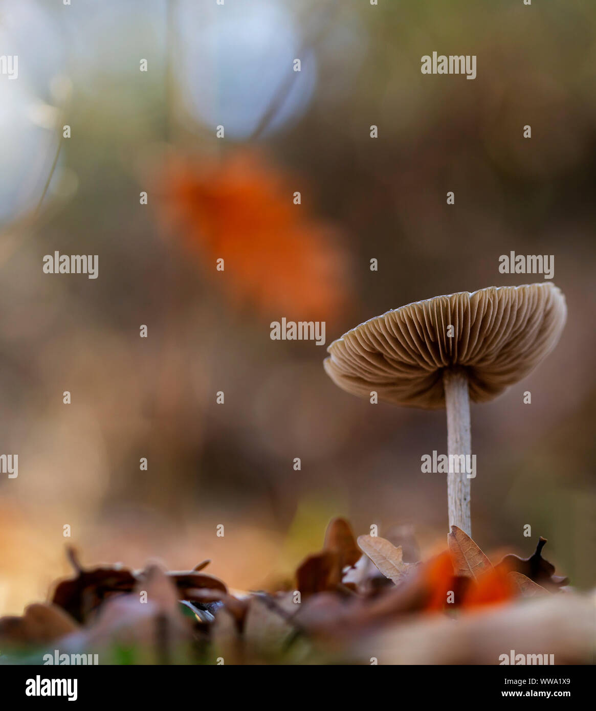 Unidentified mushroom growing in the forest Stock Photo