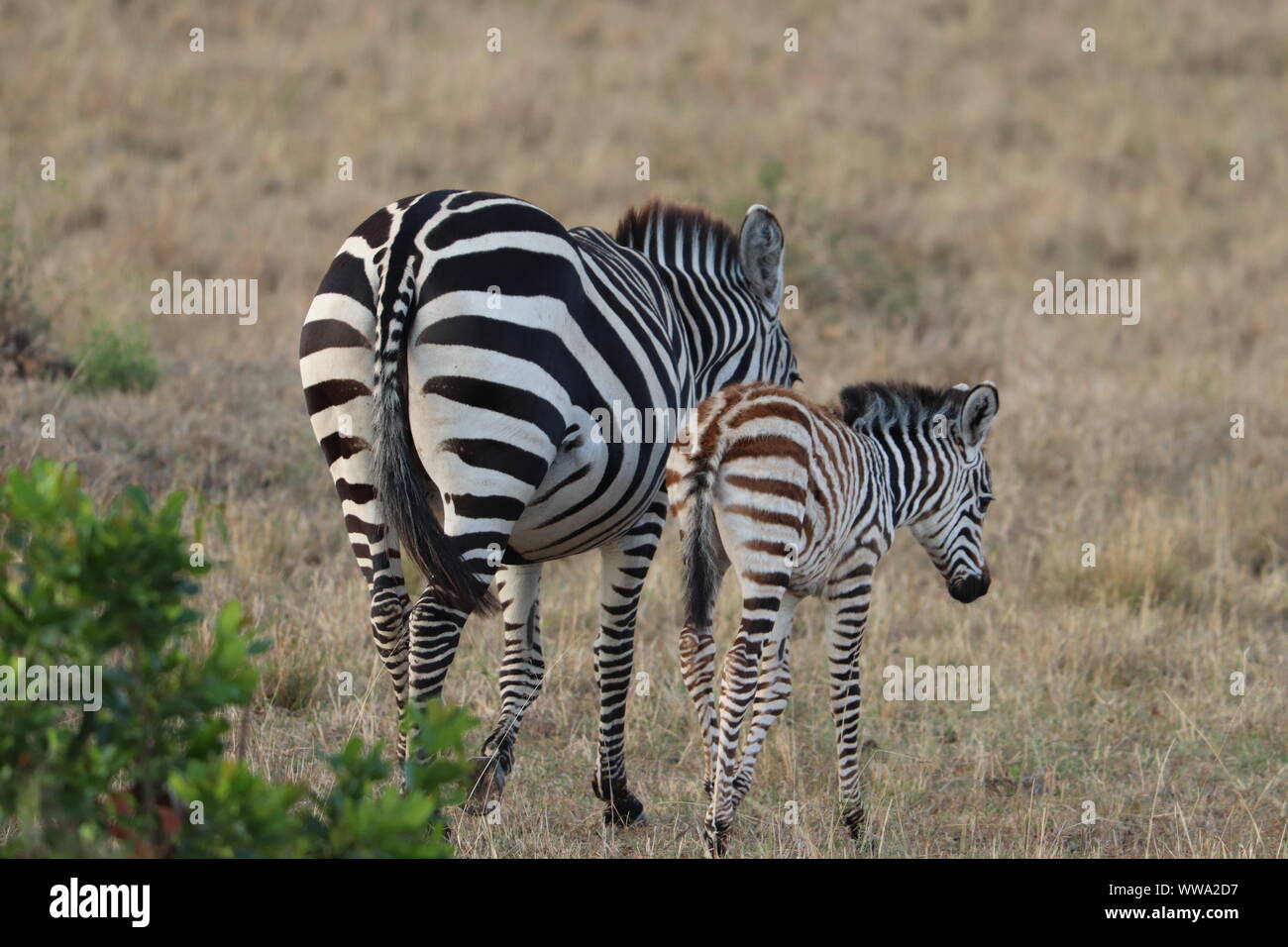 Zebra foal and its mom, Masai Mara National Park, Kenya Stock Photo - Alamy