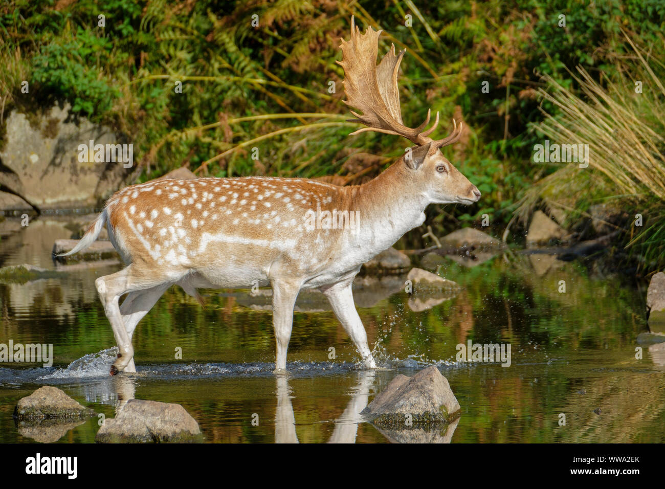 A Fallow deer stag crossing a stream. Stock Photo